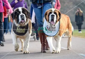 Crufts 2016