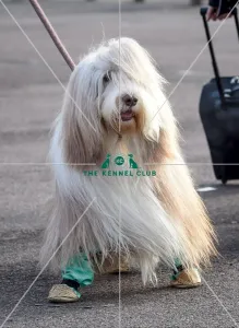 Crufts 2016