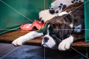 Crufts 2016