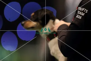 Agility teams - small