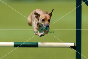 Agility teams - small