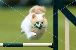 Agility teams - small