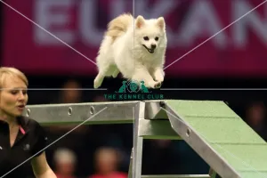 Agility teams - small