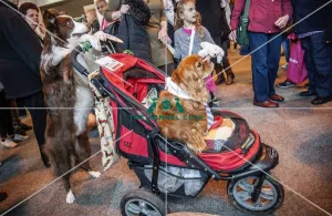 Crufts 2016