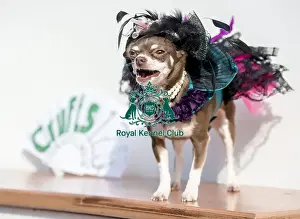 Crufts 2016