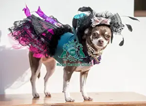Crufts 2016