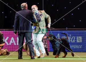 Crufts 2016
