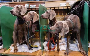 Crufts 2016 Gundog day