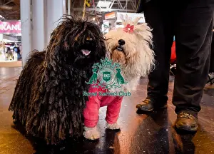 Crufts 2016
