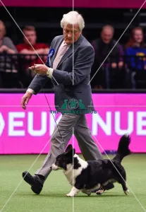 Crufts 2016