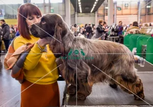 Crufts 2016
