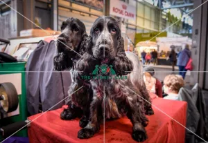 Crufts 2016