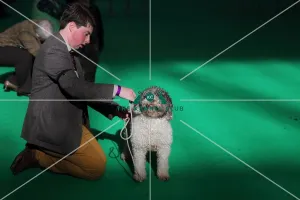 Crufts 2016