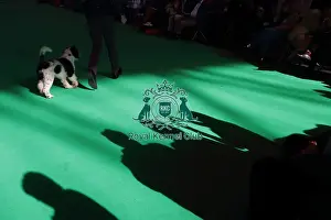 Crufts 2016