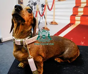 Crufts 2016