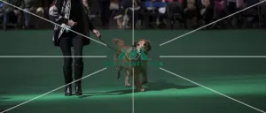 Crufts 2016 Gundog day