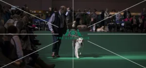 Crufts 2016 Gundog day