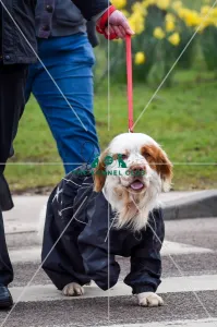 Crufts 2016