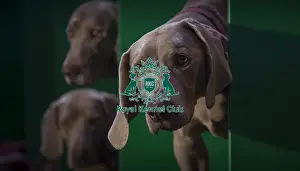 Crufts 2016