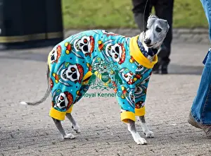 Crufts 2016