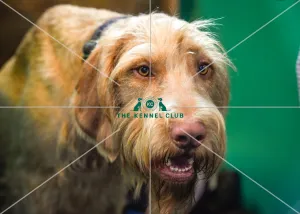 Crufts 2016
