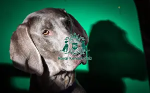 Crufts 2016