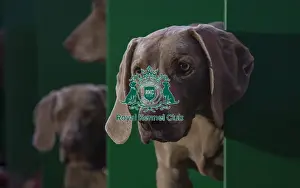 Crufts 2016