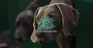 Crufts 2016