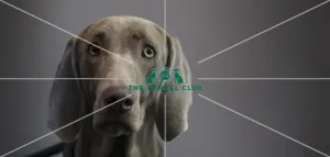 Crufts 2016 Gundog day
