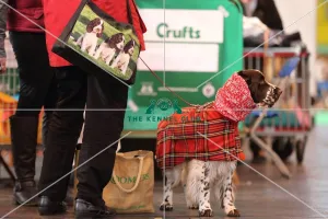 Crufts 2016 Gundog day