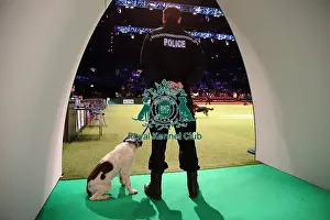 Crufts 2016