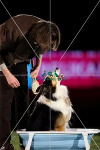 Winner of Heelwork to Music competition