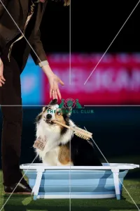 Winner of Heelwork to Music competition