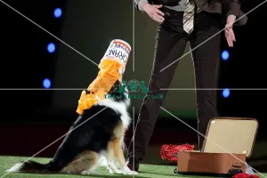 Winner of Heelwork to Music competition