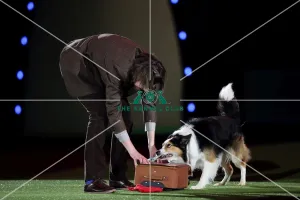 Winner of Heelwork to Music competition