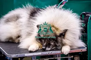 Crufts 2016