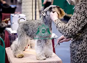 Crufts 2016