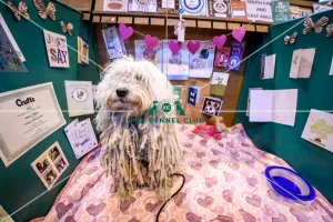 Crufts 2016