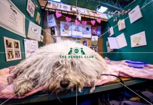 Crufts 2016
