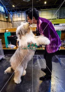 Old English Sheepdog
