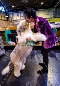 Old English Sheepdog