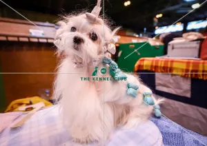 Crufts 2016