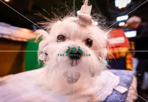 Crufts 2016