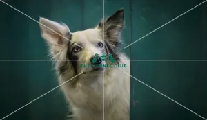 Crufts 2016