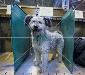 Crufts 2016