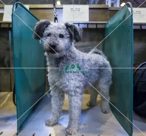 Crufts 2016