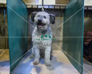 Crufts 2016