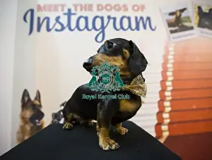 Crufts 2016