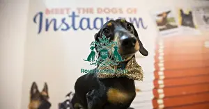 Crufts 2016