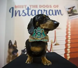 Crufts 2016